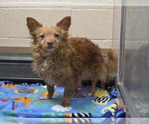 Pomeranian Dogs for adoption in Martinez, CA, USA