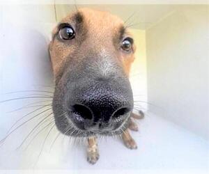 Labrador Retriever-Unknown Mix Dogs for adoption in Houston, TX, USA