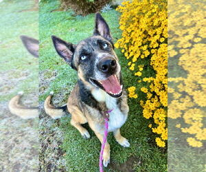 German Shepherd Dog-Siberian Husky Mix Dogs for adoption in W Hollywood, CA, USA