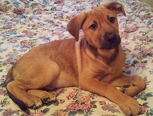 Mutt Dogs for adoption in Glenwood, GA, USA