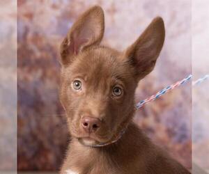 Basenji-Unknown Mix Dogs for adoption in Olathe, KS, USA