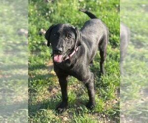 Labrador Retriever-Unknown Mix Dogs for adoption in Monticello, MS, USA