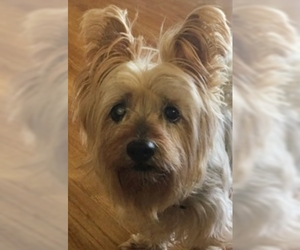 Silky Terrier Dogs for adoption in St. Cloud, MN, USA