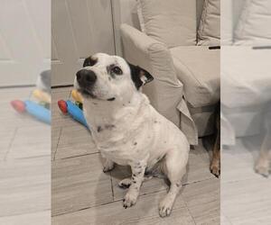 Mutt Dogs for adoption in San Antonio, TX, USA