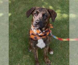Labrador Retriever-Unknown Mix Dogs for adoption in Bakersfield, CA, USA