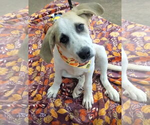 Great Pyrenees-Unknown Mix Dogs for adoption in Tampa, FL, USA