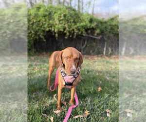 Australian Shepherd-Vizsla Mix Dogs for adoption in Candler, NC, USA