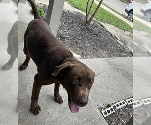 Labrador Retriever-Unknown Mix Dogs for adoption in Houston, TX, USA