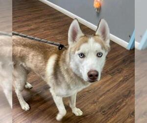 Siberian Husky Dogs for adoption in St Louis, MO, USA