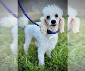 Poodle (Toy) Dogs for adoption in Pacolet, SC, USA