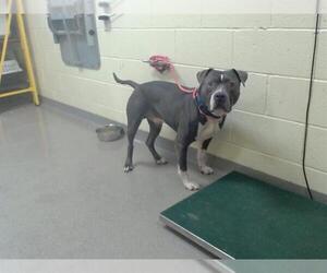 American Pit Bull Terrier Dogs for adoption in Denver, CO, USA