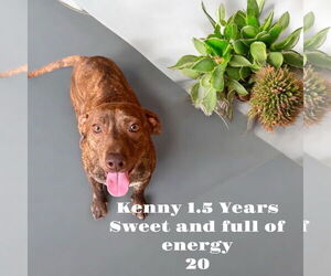 Dachshund Dogs for adoption in Menifee, CA, USA