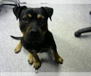 Rottweiler Dogs for adoption in Pasadena, TX, USA