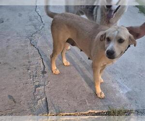 Labrador Retriever-Unknown Mix Dogs for adoption in San Antonio, TX, USA