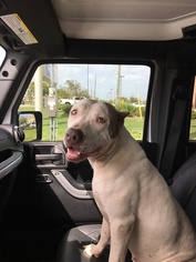 American Pit Bull Terrier-Unknown Mix Dogs for adoption in The Woodlands, TX, USA
