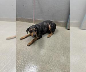 Rottweiler-Unknown Mix Dogs for adoption in Las Vegas, NV, USA