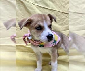 Box heeler Dogs for adoption in Tracy, CA, USA