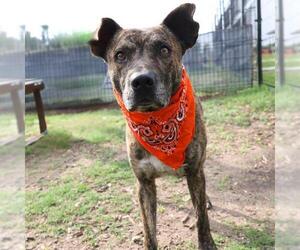 American Staffordshire Terrier-Unknown Mix Dogs for adoption in San Antonio, TX, USA