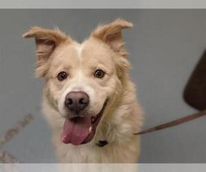 Border Collie Dogs for adoption in Denver, CO, USA