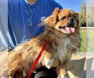 Pekingese-Unknown Mix Dogs for adoption in Riverside, CA, USA