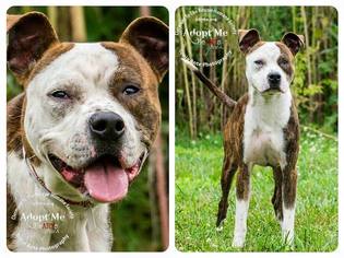 Bullboxer Pit Dogs for adoption in Batavia, OH, USA