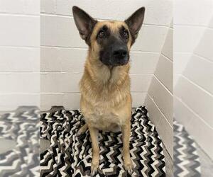 German Shepherd Dog-Unknown Mix Dogs for adoption in Rosenberg, TX, USA