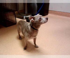 Chihuahua Dogs for adoption in Martinez, CA, USA