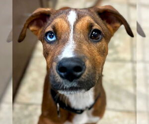 Mutt Dogs for adoption in Jefferson, WI, USA