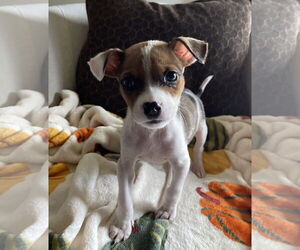 Chihuahua-Unknown Mix Dogs for adoption in Plainfield, IL, USA