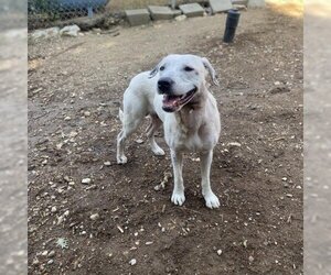 Mutt Dogs for adoption in Mount Shasta, CA, USA