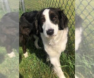 Border Collie Dogs for adoption in Springfield, MA, USA