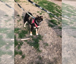 Shiba Inu Dogs for adoption in Smithfield, PA, USA