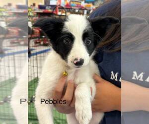 Border Collie Dogs for adoption in Turlock, CA, USA
