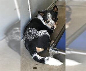 Australian Cattle Dog Dogs for adoption in San Andreas, CA, USA