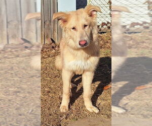 German Shepherd Dog Dogs for adoption in Montgomery, AL, USA