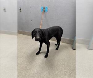 Labrador Retriever-Unknown Mix Dogs for adoption in Las Vegas, NV, USA