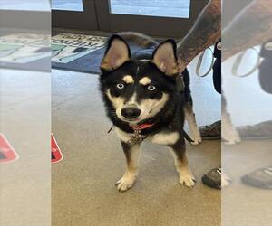Siberian Husky-Unknown Mix Dogs for adoption in Upland, CA, USA