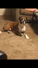 Boxer Dogs for adoption in Lindale , TX, USA