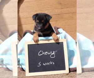 Mutt Dogs for adoption in Paso Robles, CA, USA