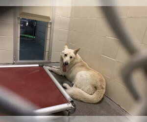German Shepherd Dog-Unknown Mix Dogs for adoption in Corpus Christi, TX, USA