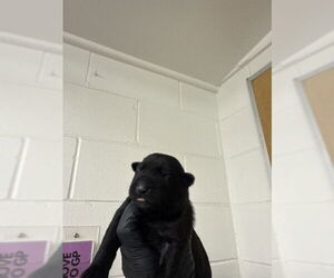 Mutt Dogs for adoption in San Bernardino, CA, USA