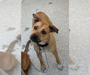 Beagle-German Shepherd Dog Mix Dogs for adoption in Lodi, CA, USA