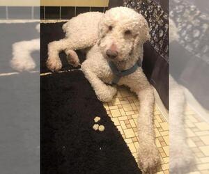 Poodle (Standard) Dogs for adoption in St. Louis Park, MN, USA