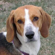 Treeing Walker Coonhound Dogs for adoption in Madison, IN, USA