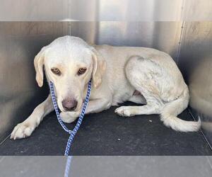 Labrador Retriever-Unknown Mix Dogs for adoption in Grand Prairie, TX, USA
