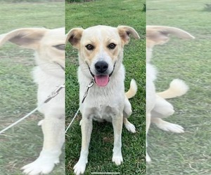 Labrador Retriever-Unknown Mix Dogs for adoption in Dallas, TX, USA