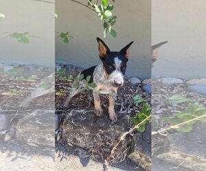 Mutt Dogs for adoption in Paso Robles, CA, USA