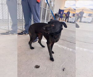 American Pit Bull Terrier-Unknown Mix Dogs for adoption in Bakersfield, CA, USA