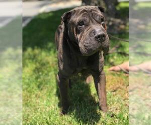 Chinese Shar-Pei Dogs for adoption in Los Angeles, CA, USA