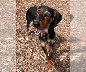 Mutt Dogs for adoption in Waterford, VA, USA